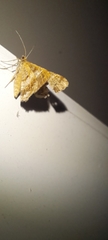 Lepidoptera