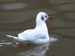 Chroicocephalus ridibundus