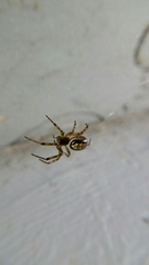Steatoda nobilis