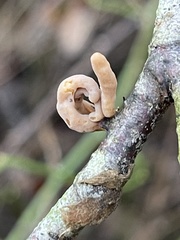 Macrotyphula contorta