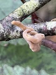 Macrotyphula contorta