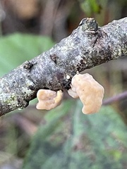 Macrotyphula contorta