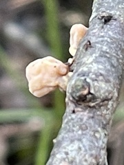 Macrotyphula contorta