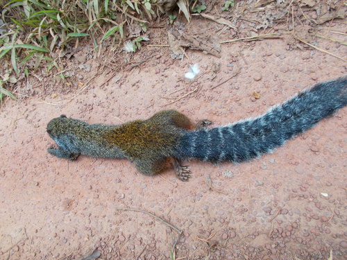 Forest Giant Squirrel