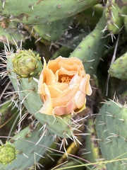 Opuntia × occidentalis