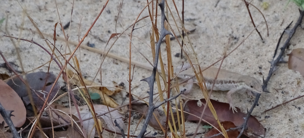 Caprivi Rough-scaled Lizard