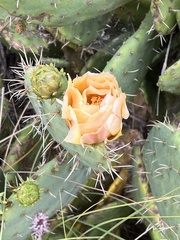 Opuntia × occidentalis