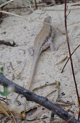Ichnotropis capensis