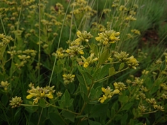 Pearsonia cajanifolia