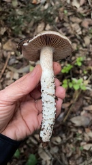 Cortinarius livido-ochraceus