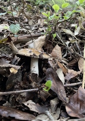 Cortinarius livido-ochraceus
