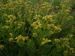 Pearsonia cajanifolia