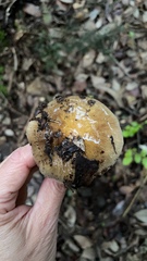 Cortinarius livido-ochraceus