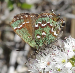 Callophrys hesseli