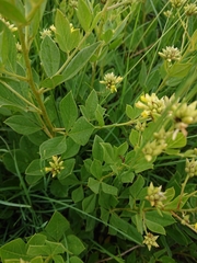 Pearsonia cajanifolia