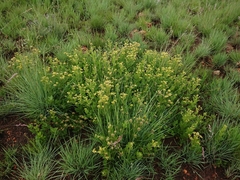 Pearsonia cajanifolia