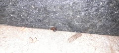 Nesticodes