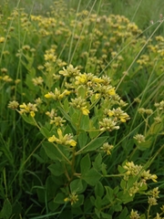 Pearsonia cajanifolia