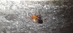 Nesticodes