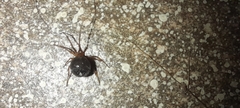 Nesticodes