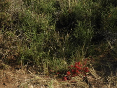 Prosopis humilis