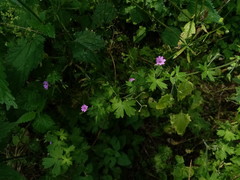Geranium divaricatum
