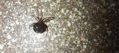 Nesticodes