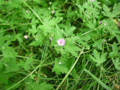 Geranium divaricatum