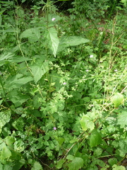 Geranium divaricatum