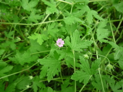 Geranium divaricatum