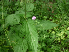 Geranium divaricatum