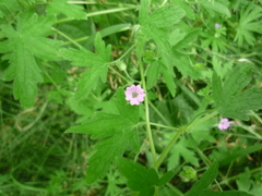 Geranium divaricatum