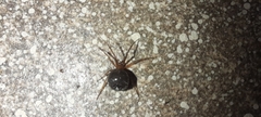 Nesticodes