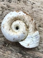 Planorbella campanulata