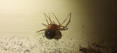 Nesticodes