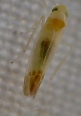 Cicadellidae