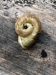 Planorbella campanulata