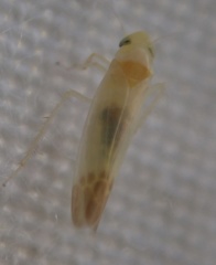 Cicadellidae
