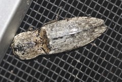 Cryptalaus prosectus