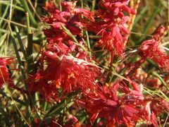 Prosopis humilis