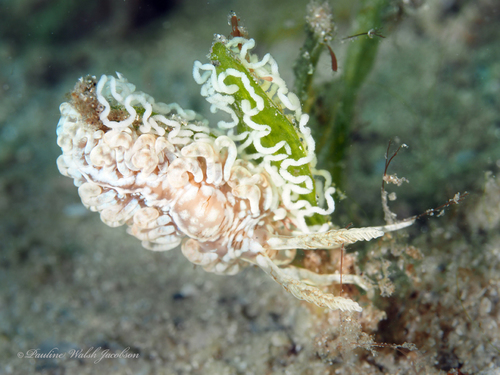 Spurilla dupontae