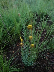 Lasiosiphon sericocephalus