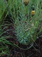 Lasiosiphon sericocephalus