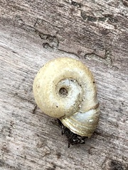 Planorbella campanulata