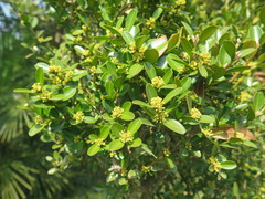 Buxus sinica