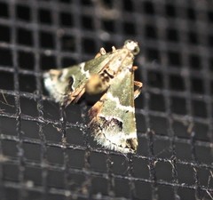 Arescoptera idiotypa