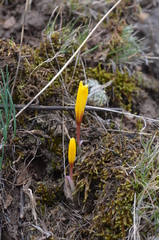 Colchicum luteum