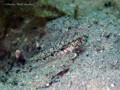 Spottail Goby photo 4