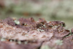 Trichopterapion holosericeum