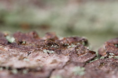 Trichopterapion holosericeum